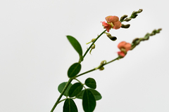 Indigofera subulata