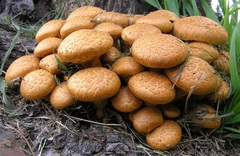 Gymnopilus junonius