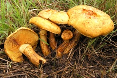 Gymnopilus junonius
