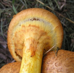 Gymnopilus junonius