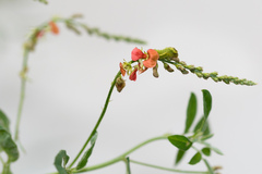 Indigofera subulata