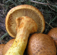 Gymnopilus junonius