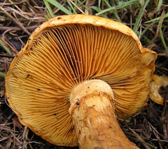 Gymnopilus junonius