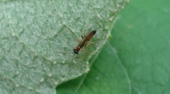 Diadromus collaris