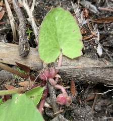 Centella cordifolia
