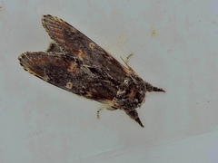 Notodonta dromedarius