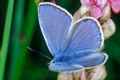 Polyommatus thersites