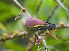 Treron curvirostra