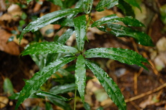 Carronia multisepalea