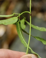 Carronia multisepalea