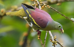 Treron curvirostra