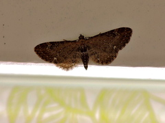 Eupithecia vulgata
