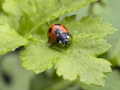 Coccinella algerica