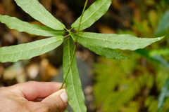 Carronia multisepalea