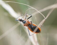 Gminatus australis