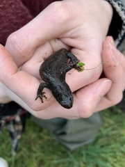 Ichthyosaura alpestris