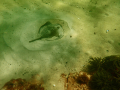 Trygonoptera imitata