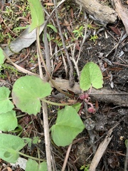 Centella cordifolia
