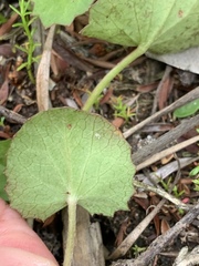 Centella cordifolia