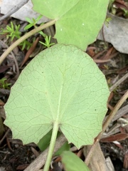 Centella cordifolia