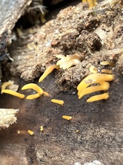 Calocera furcata