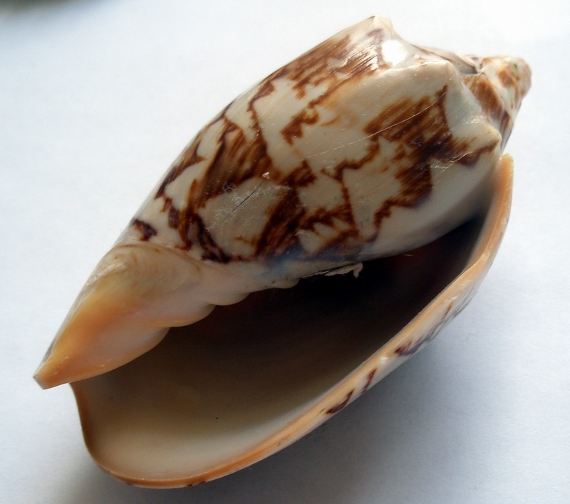 Bat volute