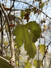 Rubus formosensis