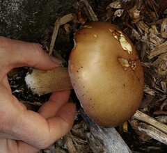 Fungi