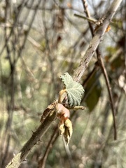 Rubus formosensis