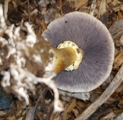 Fungi