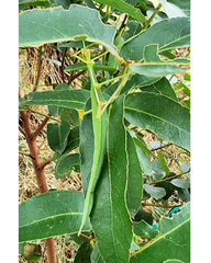 Didymuria violescens