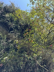 Photinia niitakayamensis
