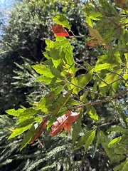 Photinia niitakayamensis