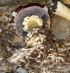 Fungi