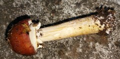 Fungi