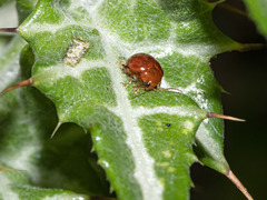 Sphaeroderma testaceum