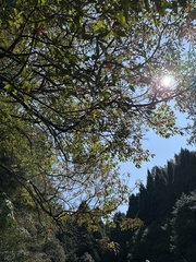 Photinia niitakayamensis