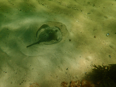Trygonoptera imitata