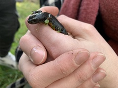 Ichthyosaura alpestris