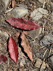 Photinia niitakayamensis