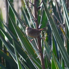 Cistothorus palustris