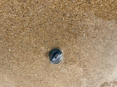 Velella