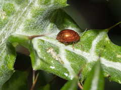 Sphaeroderma testaceum