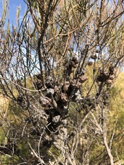 Allocasuarina muelleriana