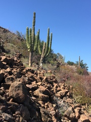 Pachycereus pringlei