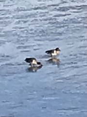 Haematopus palliatus