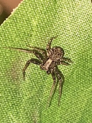 Bassaniana utahensis