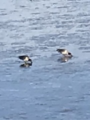 Haematopus palliatus