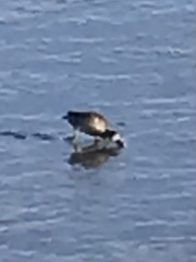 Haematopus palliatus