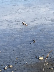 Haematopus palliatus